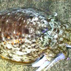 連日コウイカ好調！ヤリイカ？も釣れました